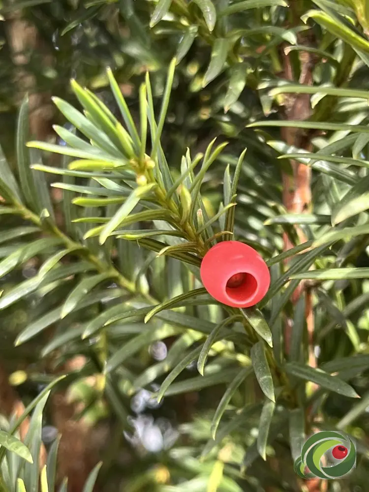 Bright red berries on a female yew.