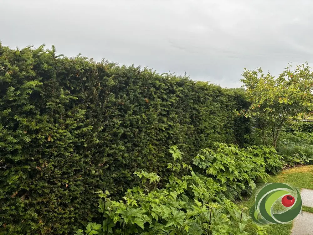 Dense, dark green yew hedge closed from top to bottom.