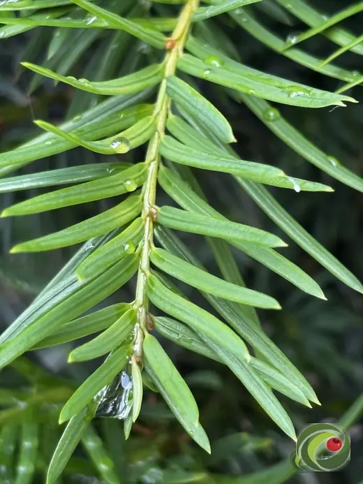 Close-up of the flat, dark green needles of yew.