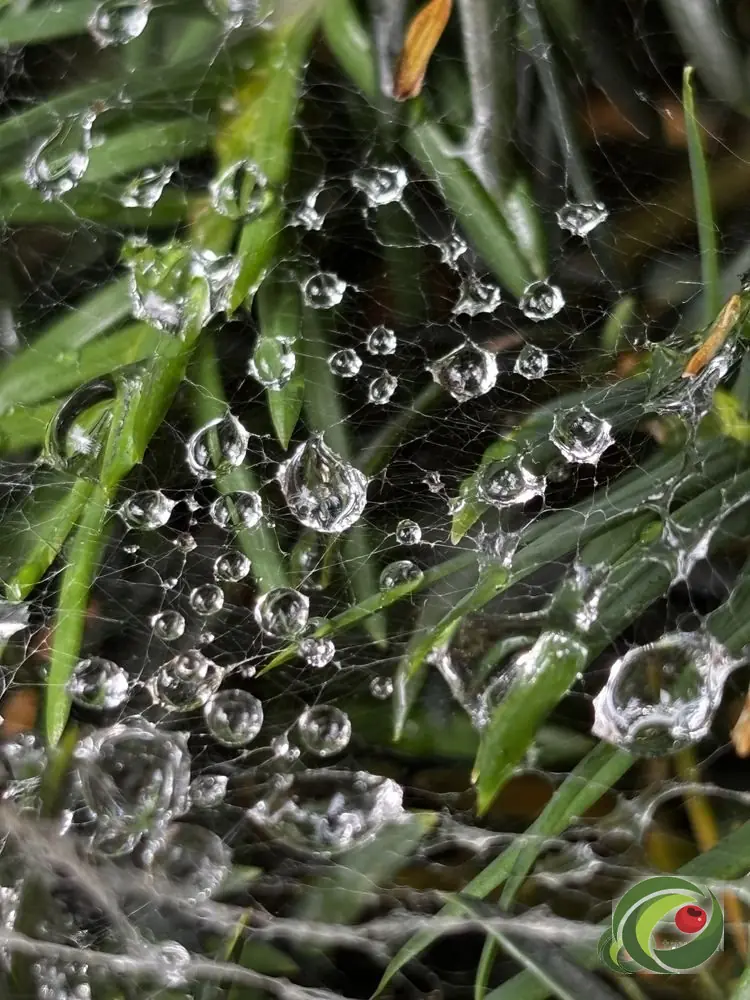 Dew-covered cobwebs in a yew hedge, a sign of life in the hedge.