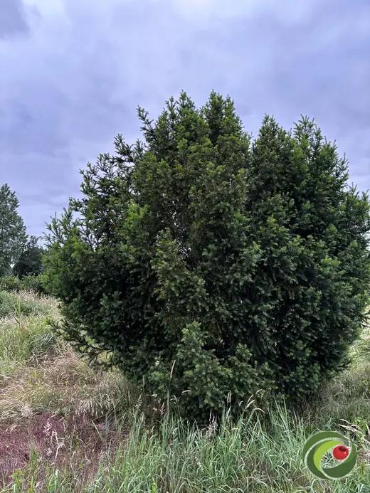 Full, vigorous old yew left alone for years.