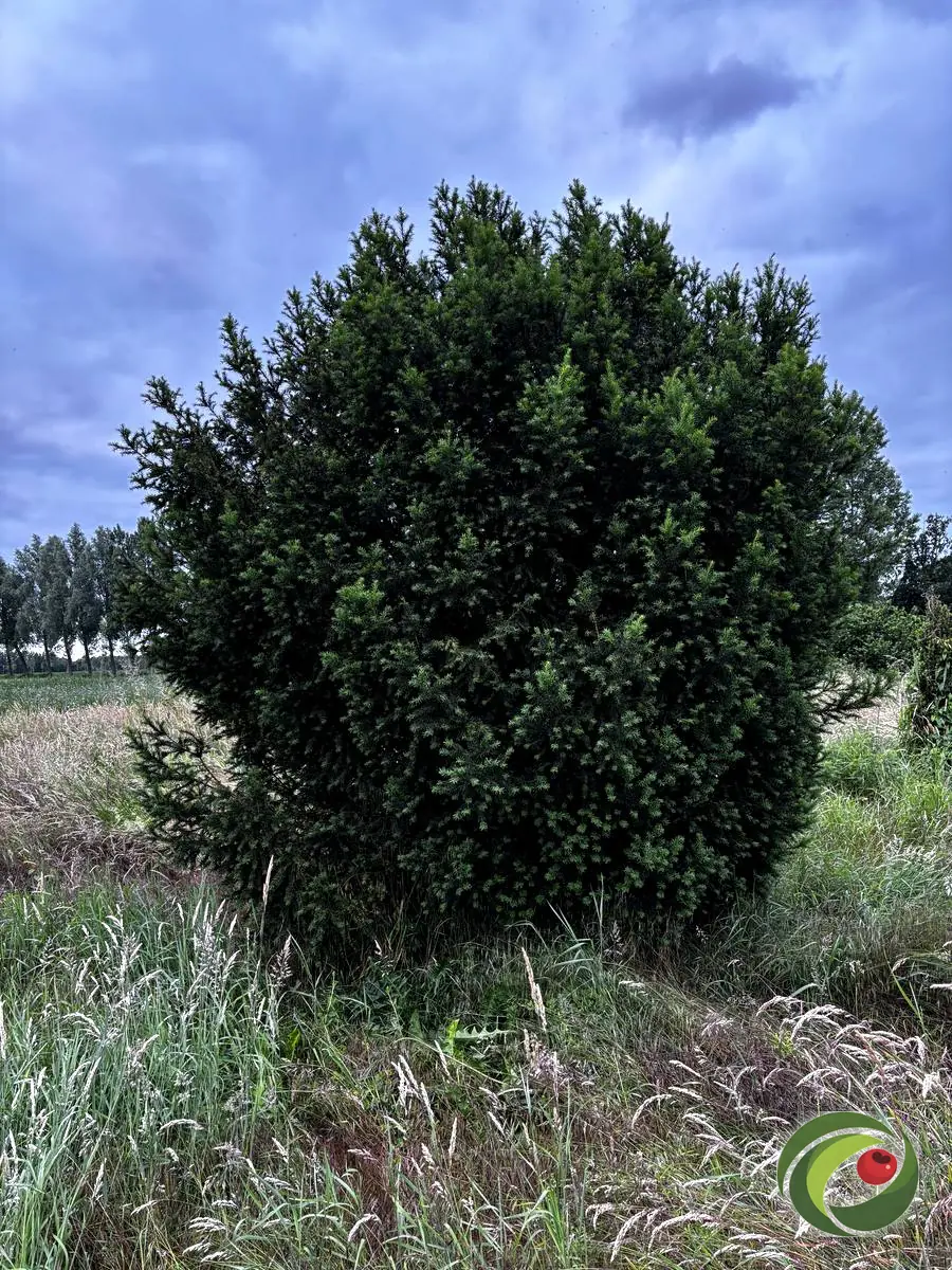 Large, free-grown yew several decades old in a field.
