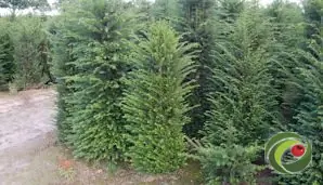 Photo of yew at the nursery