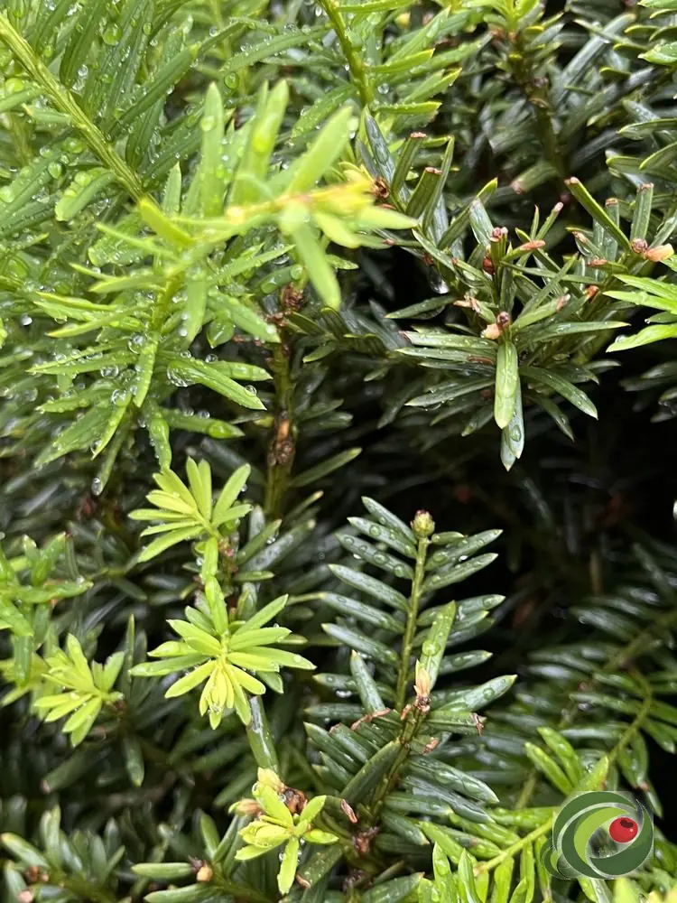 Yew with light green spring growth against dark green older foliage.