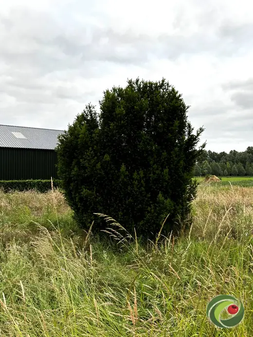 Gone-wild, unpruned yew that has stayed dense and healthy.
