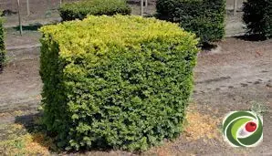 Yew clipped into a block at the nursery.