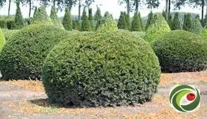 Yew clipped into a ball at the nursery.