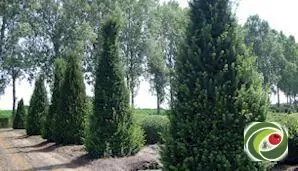 Yew clipped into a cone at the nursery.